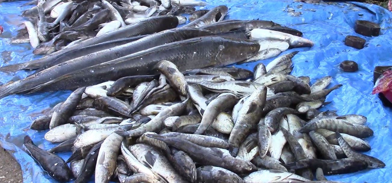 कांग्रेसको महाधिवेशनमा कलकत्ताका माछा